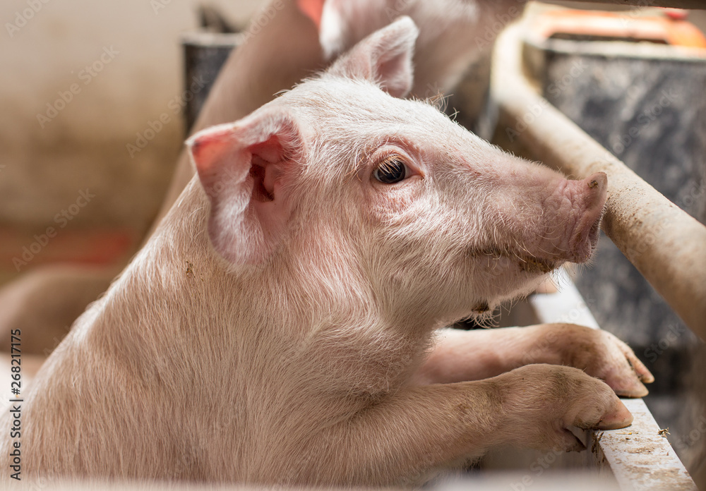 Fototapeta premium Piglet standing on fence