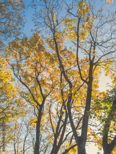 Beautiful image of yellow and orange leaves on tree at autumn park against bright blue sky