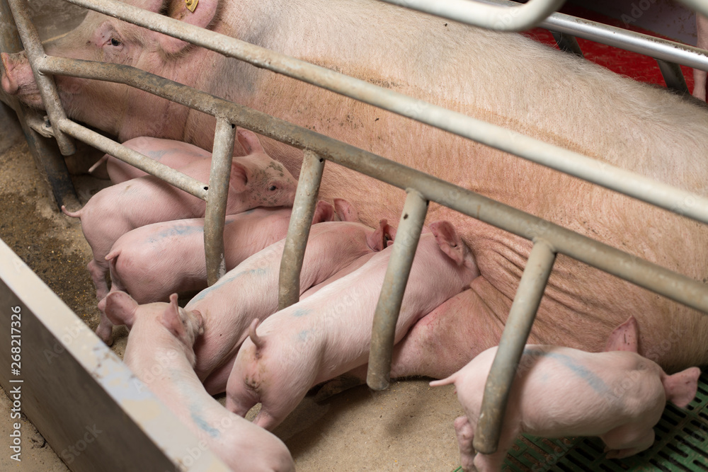 Piglets suckling in modern pigpen Piglets suckling in modern pigpen