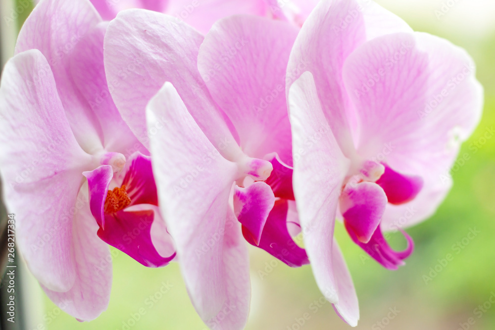 Obraz premium Beautiful tropical exotic branch with white, pink and magenta Moth Phalaenopsis Orchid flowers in spring in the forest on bright colorful background