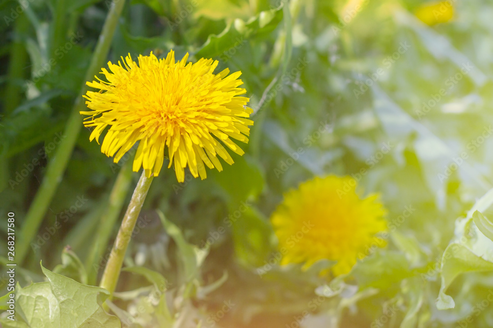 Bright yellow and orange dandelion flower plants on green spring field background Bright yellow and orange dandelion flower plants on green spring field background
