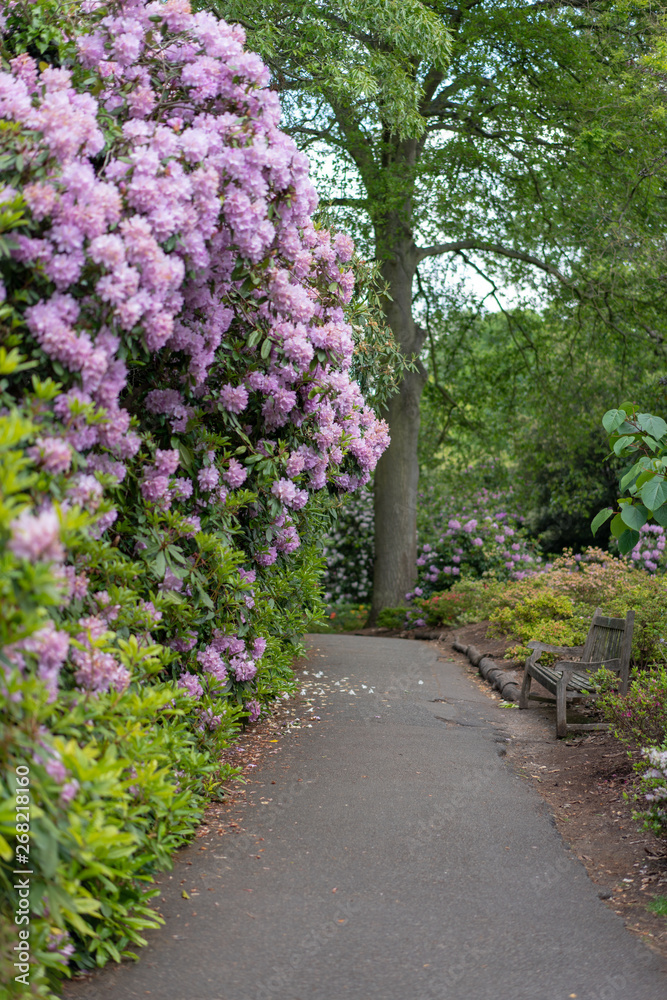 path in the garden with purple flowers