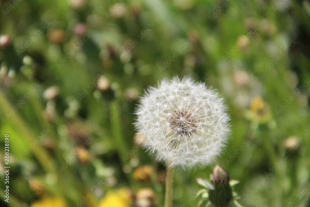 dandelion