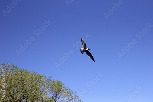 bird, sky, flying