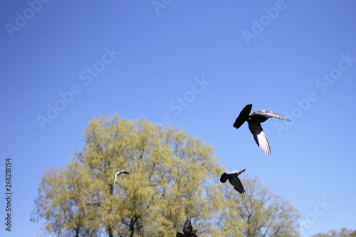 bird, sky, flying