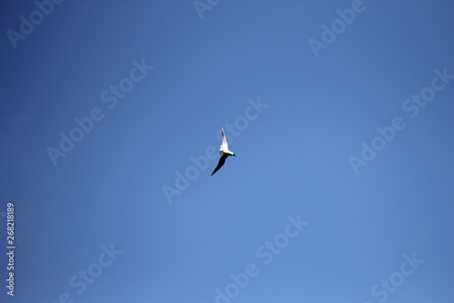 bird, sky, flying