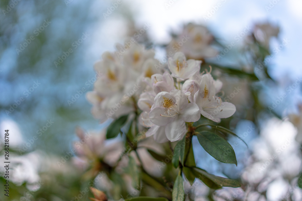 bee on a flower of bird cherry bee on a flower of bird cherry