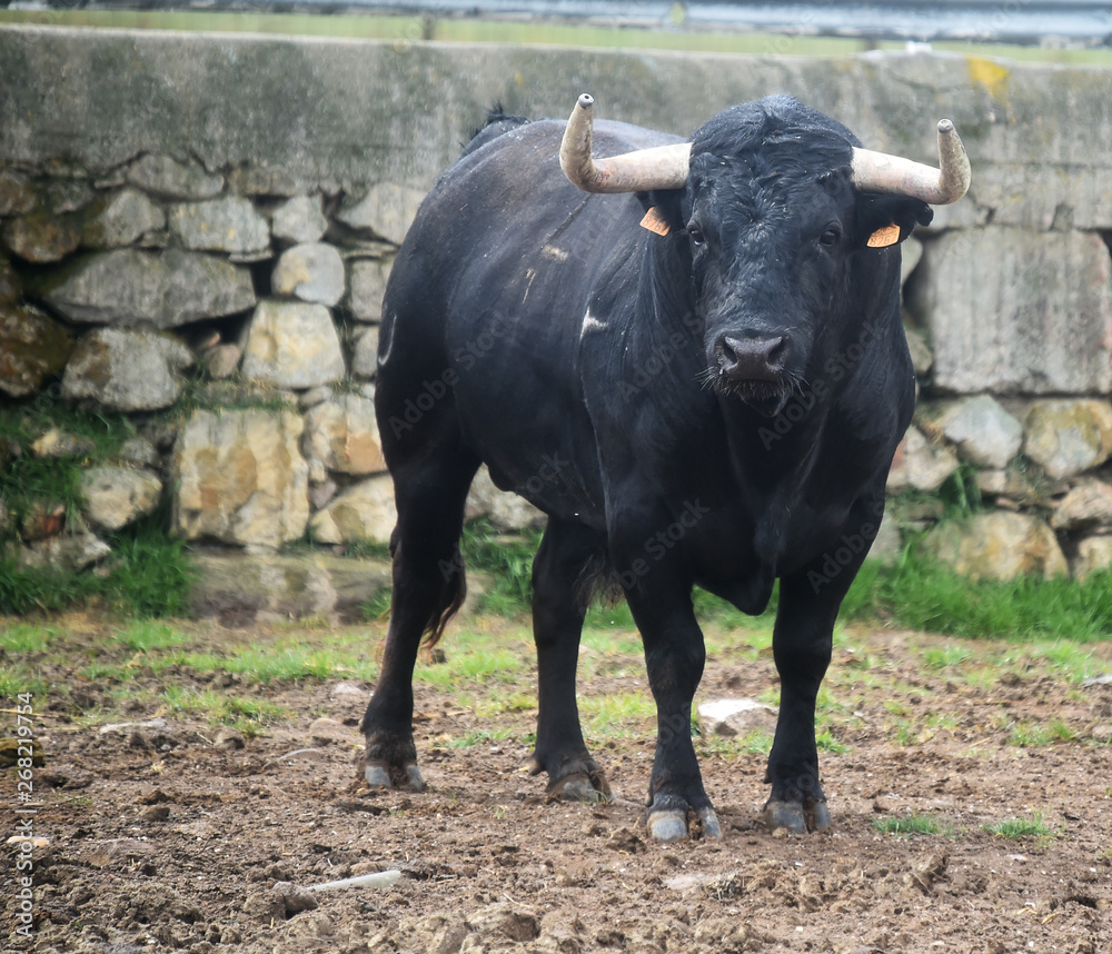 tipico toro español