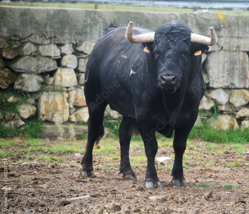 tipico toro español