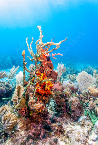 Coral garden in Caribbean