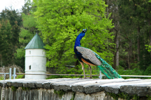 The adult peacock is standing on a wall in the castle garden and posing. Nice and colorful bird. 