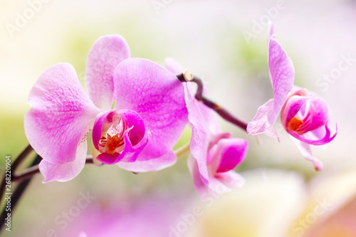 Beautiful tropical exotic branch with white, pink and magenta Moth Phalaenopsis Orchid flowers in spring in the forest on bright colorful background