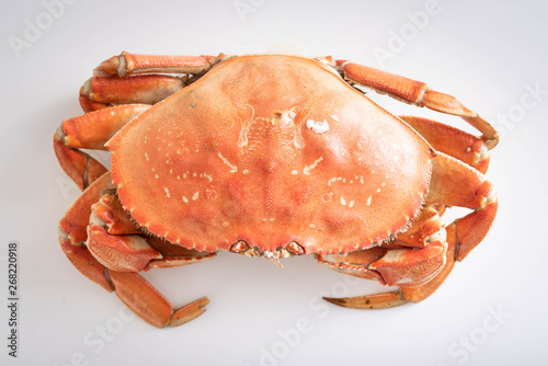 isolated dungeness crab on white background