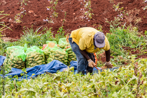 Black male farmer wearing hat and gloves working in field on outdoor farm land. Harvest of his agricultural produce - Irish Potatoes - in bags in background. Caribbean island ground provision farming.