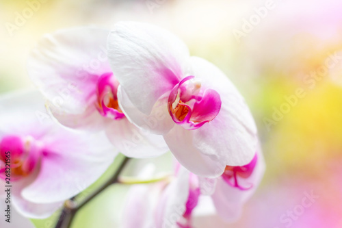 Beautiful tropical exotic branch with white  pink and magenta Moth Phalaenopsis Orchid flowers in spring in the forest on bright colorful background