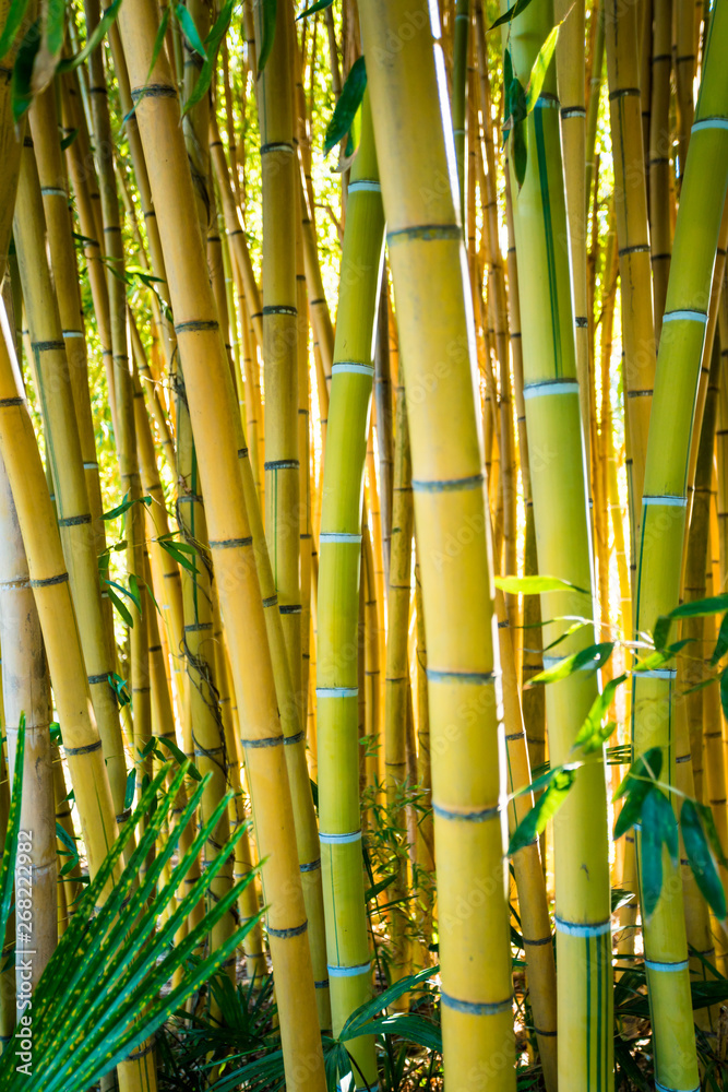 Naklejka premium Bamboo forest. nature background . bamboo plant