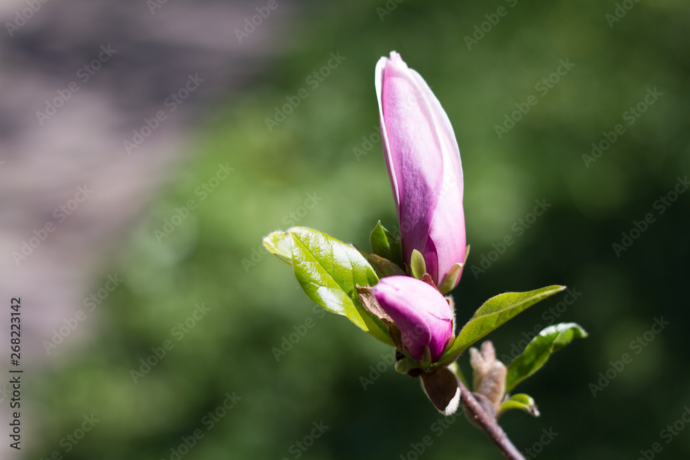 Beautiful spring flowers magnolia blossoming over blurred nature background, selective focus Beautiful spring flowers magnolia blossoming over blurred nature background, selective focus