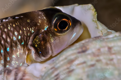 anganyika lake cichlid   lamprologus meleagris or stapperci (female) in the tank with its shell photo