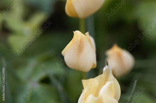 Blossoms of the tulip species Tulipa batalinii photo