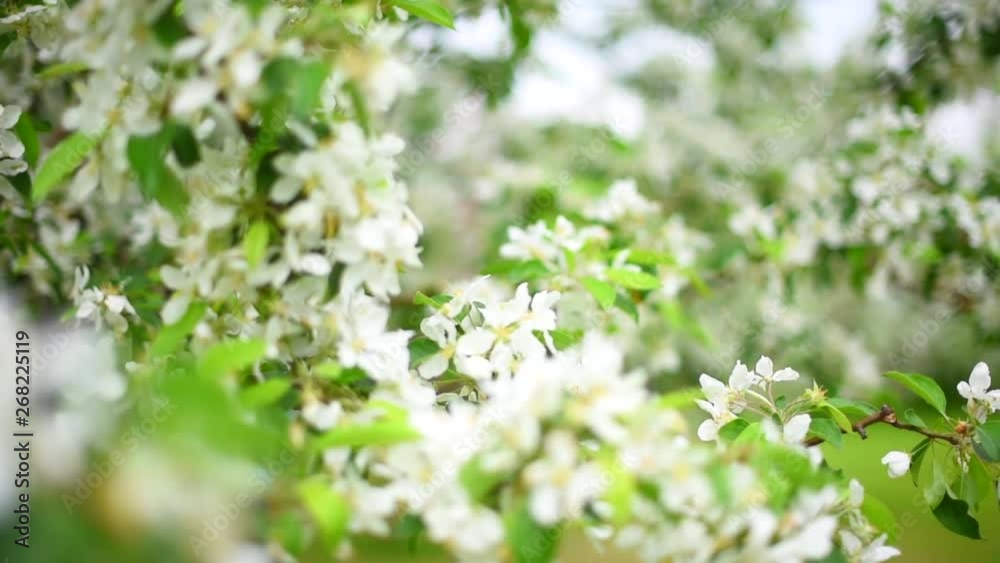 blooming Apple orchard in spring blooming Apple orchard in spring