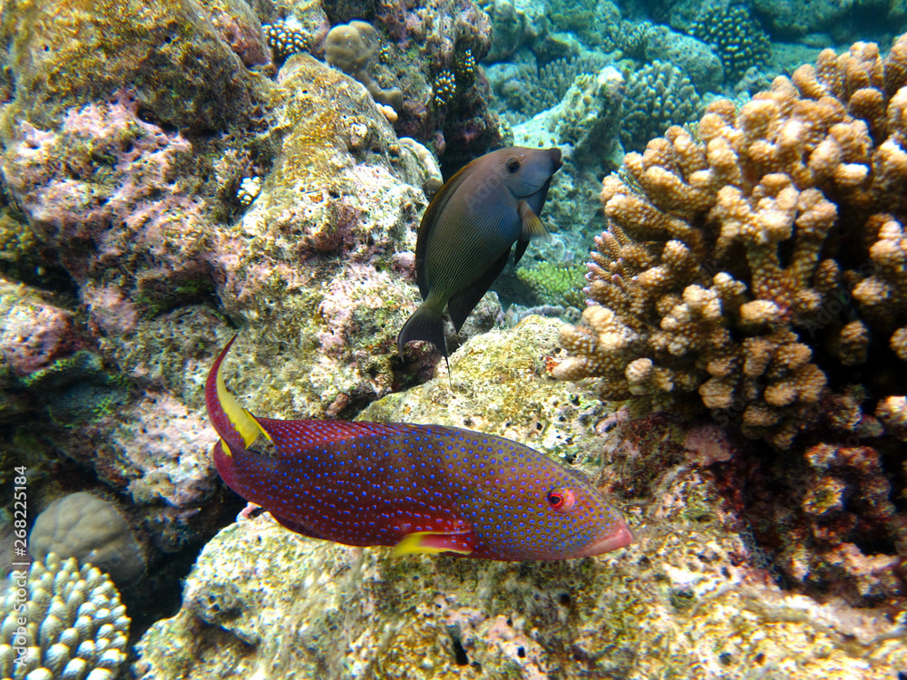 Fische im Ozean Fische im Ozean