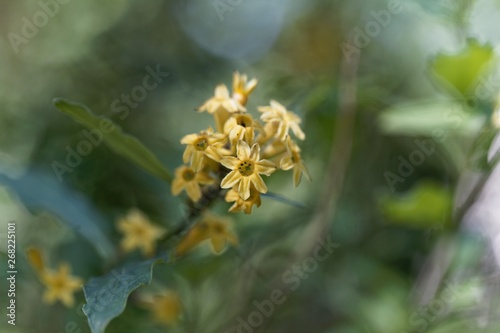 Flowers of a green cestrum, Cestrum parqui photo