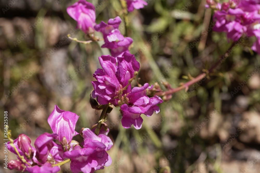 Fototapeta premium Flowers of a common snapdragon, Antirrhinum majus.