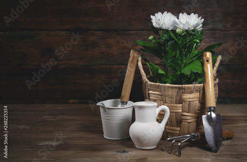 Chrysanthemum flower in a pot and gardening tools on a table. Floriculture abstract background.