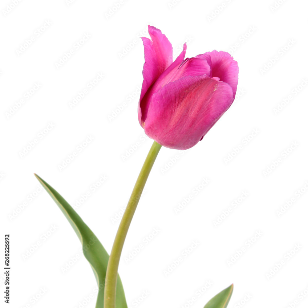 Obraz Różowy tulipan kwiat zbliżenie na białym tle. Odmiana z Grupy Triumph