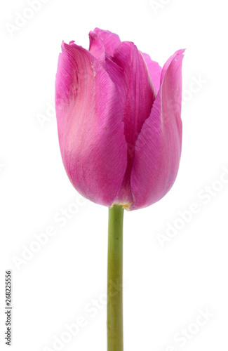 Pink tulip flower close-up isolated on white background. Cultivar from Triumph Group