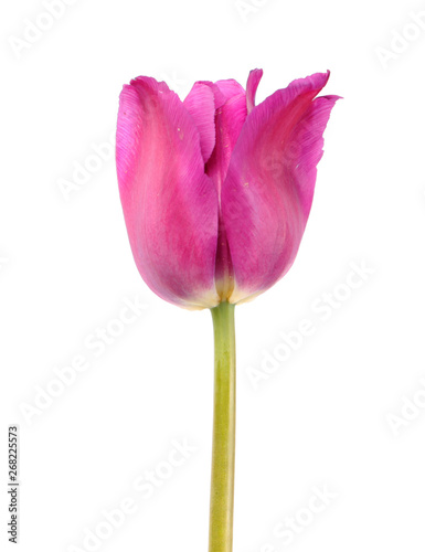 Pink tulip flower close-up isolated on white background. Cultivar from Triumph Group