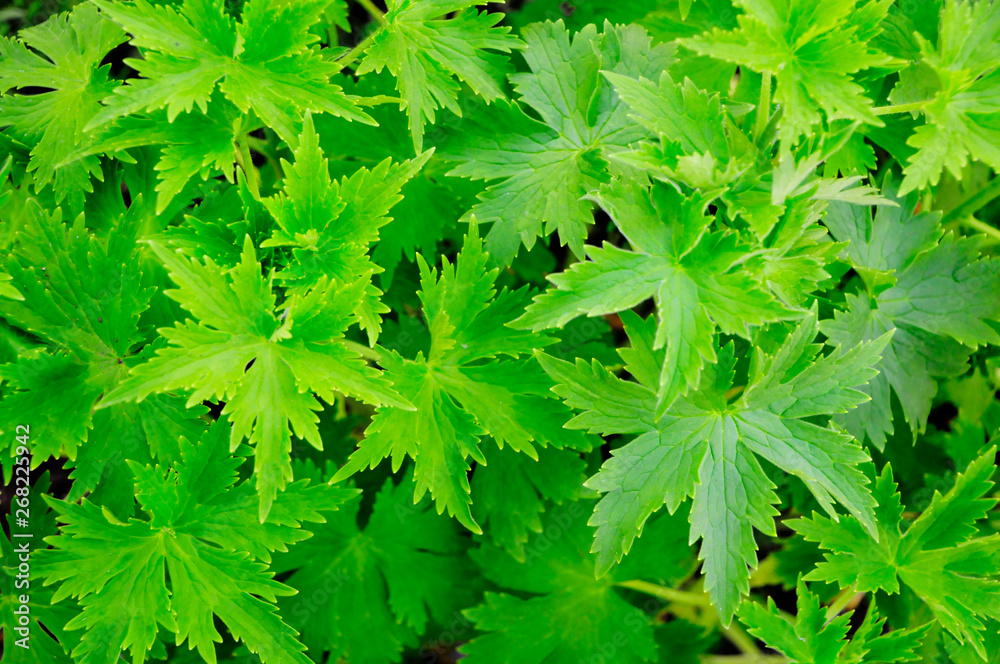 Pflanzen Hintergrund