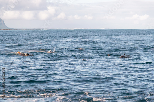 Dolphins and snorkelers swimming in the ocean © jovannig
