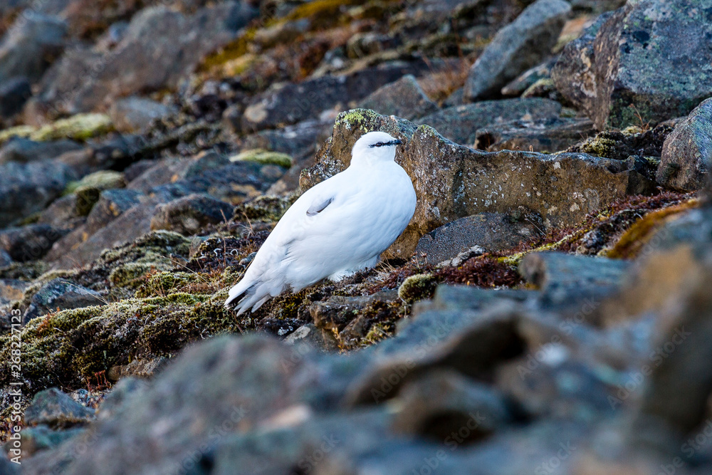 sitting Rock Ptarmigan (Lagopus muta) gamebird at stony underground at svalbard, spitsbergen, norway sitting Rock Ptarmigan (Lagopus muta) gamebird at stony underground at svalbard, spitsbergen, norway