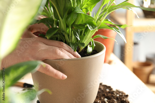 Woman transplanting home plant into new pot at table, closeup photo