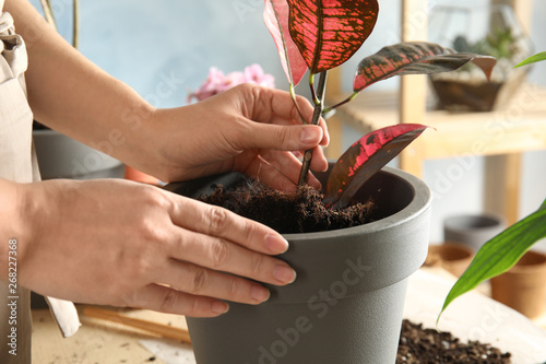 Woman transplanting home plant into new pot at table, closeup photo