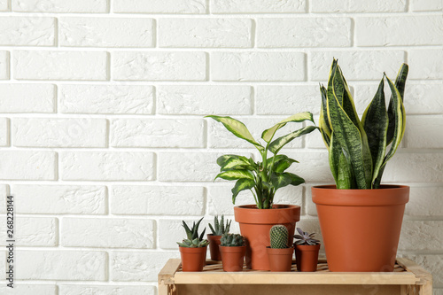 Potted home plants on wooden crate against brick wall. Space for text