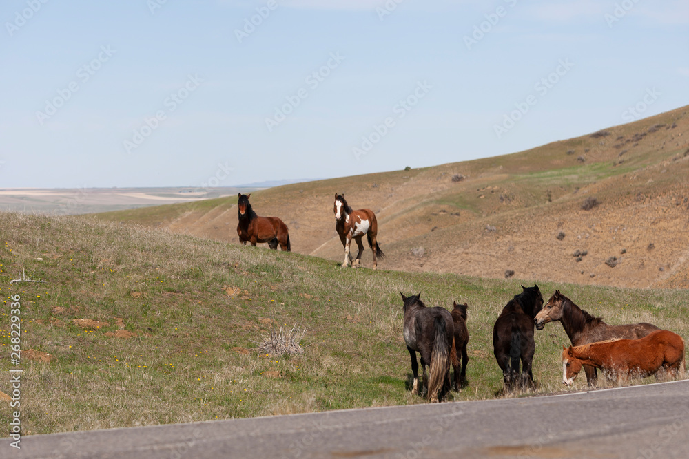 Wild Horses walking in a grassy field in Montana