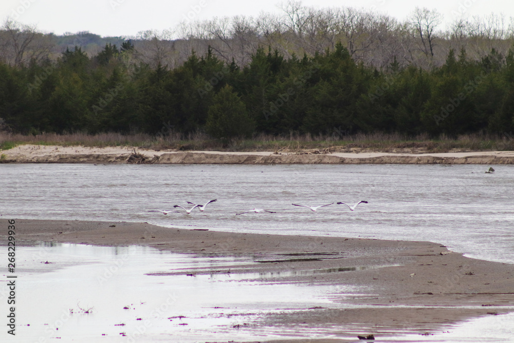 pelican swimming in the Niobrara river