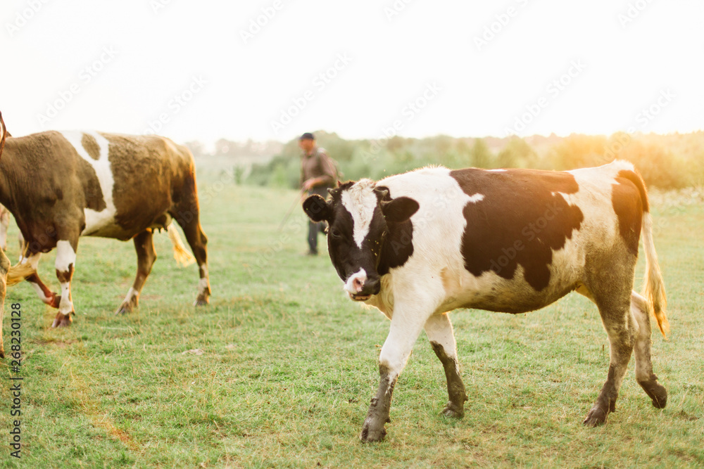 Cows on a summer pasture.