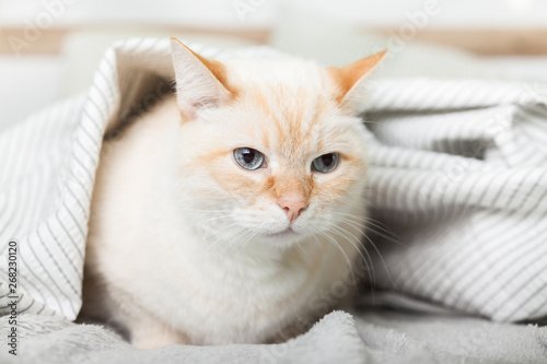 Bored young light ginger mixed breed cat under light gray plaid in contemporary bedroom. Pet warms under a blanket in cold winter weather. Pets friendly and care concept.