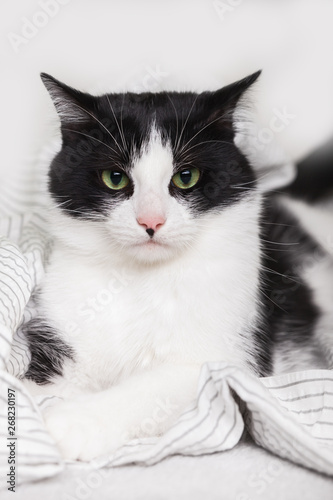 Bored young black and white mixed breed cat on light gray plaid in contemporary bedroom. Pet warms on blanket in cold winter weather. Pets friendly and care concept.