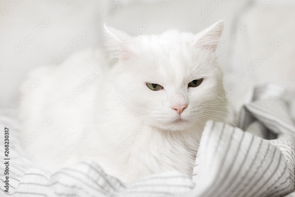Sleepy young white mixed breed cat on light gray plaid in contemporary bedroom. Pet warms on blanket in cold winter weather. Pets friendly and care concept. Sleepy young white mixed breed cat on light gray plaid in contemporary bedroom. Pet warms on blanket in cold winter weather. Pets friendly and care concept.