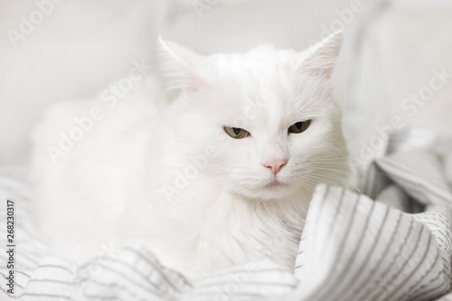 Sleepy young white mixed breed cat on light gray plaid in contemporary bedroom. Pet warms on blanket in cold winter weather. Pets friendly and care concept.