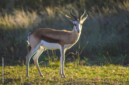 Fototapeta Naklejka Na Ścianę i Meble -  Portrait of an Isolated springbok national animal of South Africa