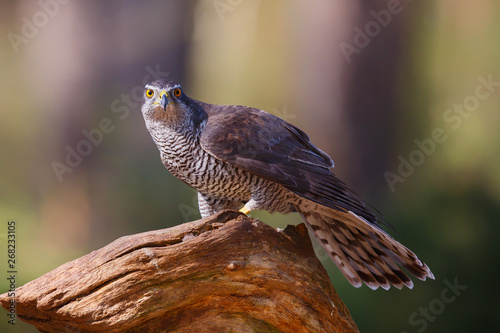 Northern Goshowk on a branch in the forest in the Netherlands