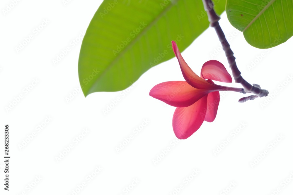Obraz premium A beautiful red plumeria flower blossom with green leaves on white isolated background 