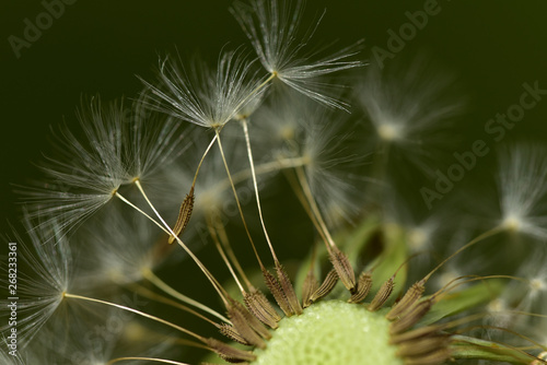 nahaufnahme von pusteblume mit samen