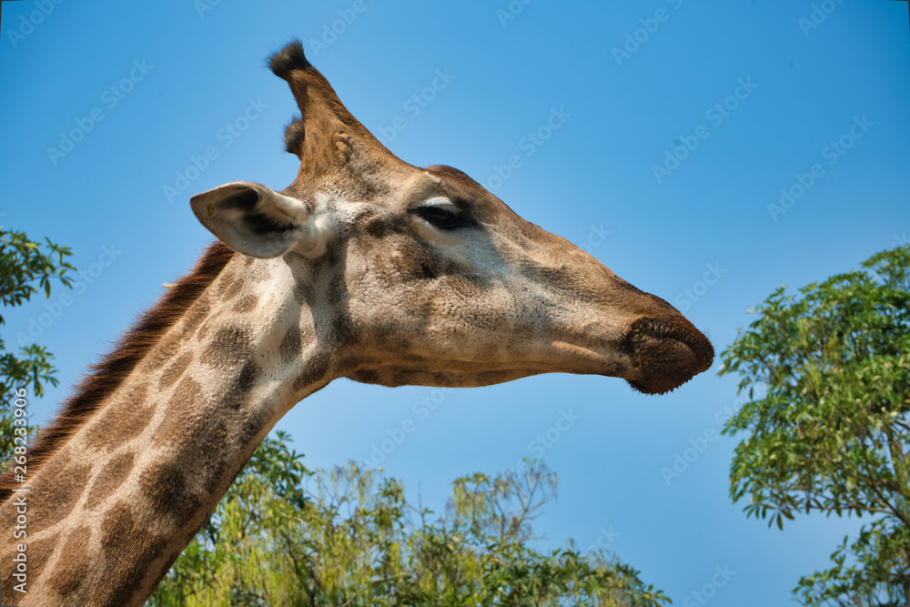 Naklejka premium portrait of natural giraffe head in blue sky
