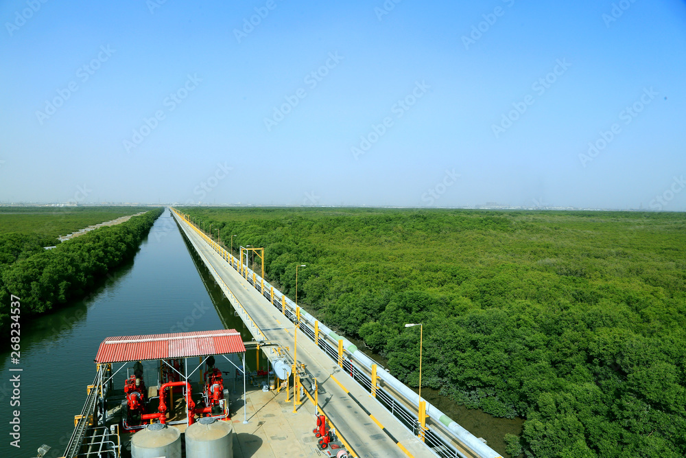 Mangroves Forest with Coastal line in Sindh, Pakistan Mangroves Forest with Coastal line in Sindh, Pakistan